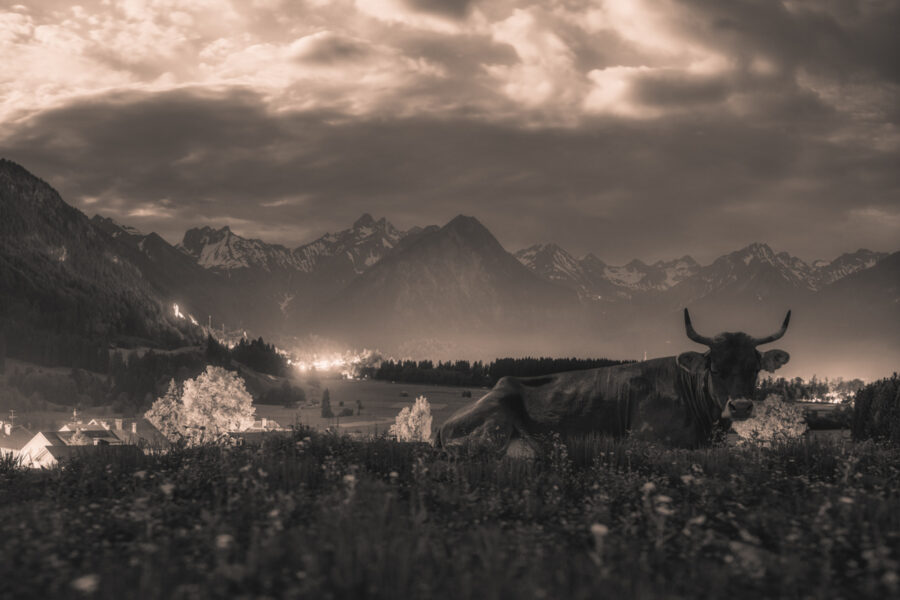 kuhbilder leinwand sepia wandbilder foto kaufen Berge Kuh Braunvieh Vieh Rind Rinder Kühe Viehscheid Alp Alm Abtrieb Bergsommer Nacht Vollmond Rubi Oberstdorf Oberallgäu