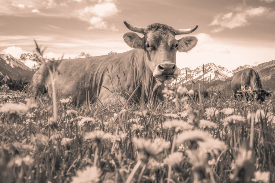 kuhbilder leinwand sepia wandbilder foto kaufen Oberstdorf Berge Kuh Braunvieh Vieh Rind Rinder Kühe Viehscheid Alp Alm Löwenzahn Frühling Rubi Oberallgäu wiesen himmel sonne