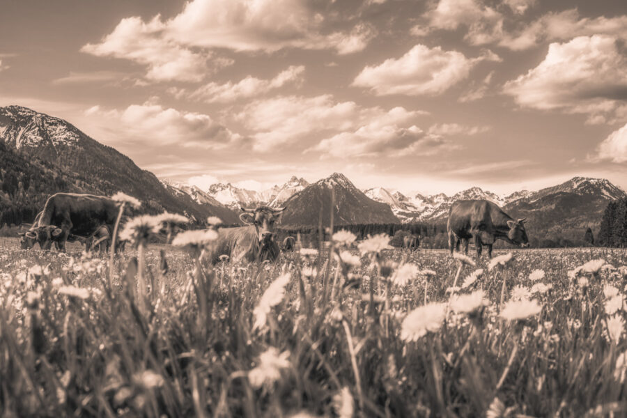 kuhbilder leinwand sepia wandbilder foto kaufen Oberstdorf Berge Kuh Braunvieh Vieh Rind Rinder Kühe Viehscheid Alp Alm Löwenzahn Frühling Rubi Oberallgäu wiesen himmel sonne