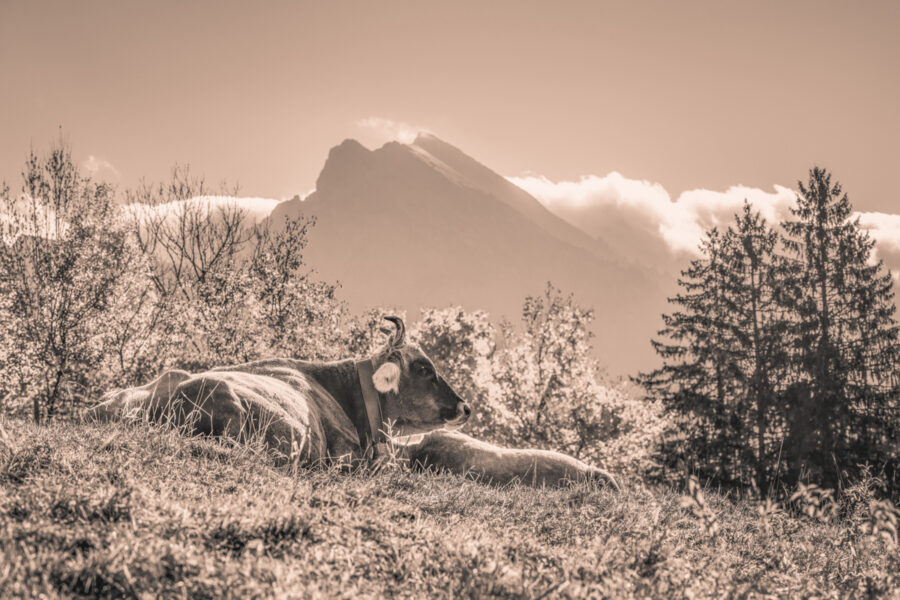 kuhbilder leinwand sepia wandbilder foto kaufen Berge Kuh Braunvieh Vieh Rind Rinder Kühe Viehscheid Alp Alm Abtrieb herbst