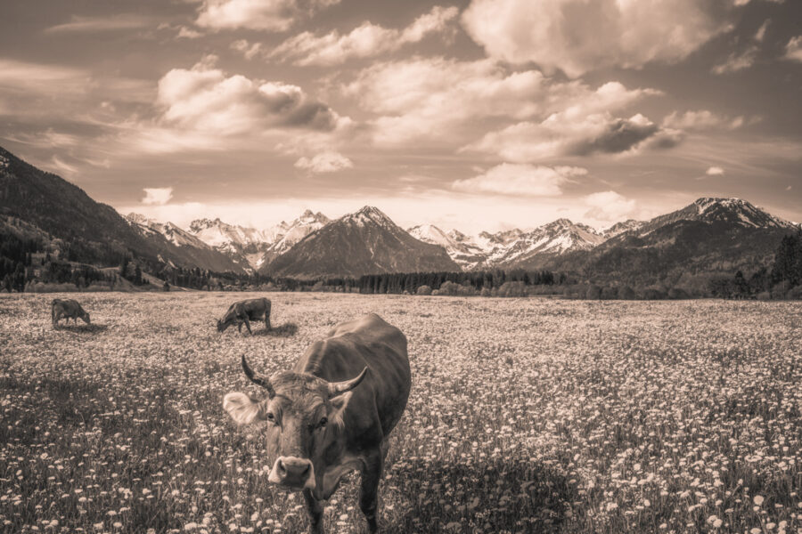 kuhbilder leinwand sepia wandbilder foto kaufen Oberstdorf Berge Kuh Braunvieh Vieh Rind Rinder Kühe Viehscheid Alp Alm Löwenzahn Frühling Rubi Oberallgäu wiesen himmel sonne