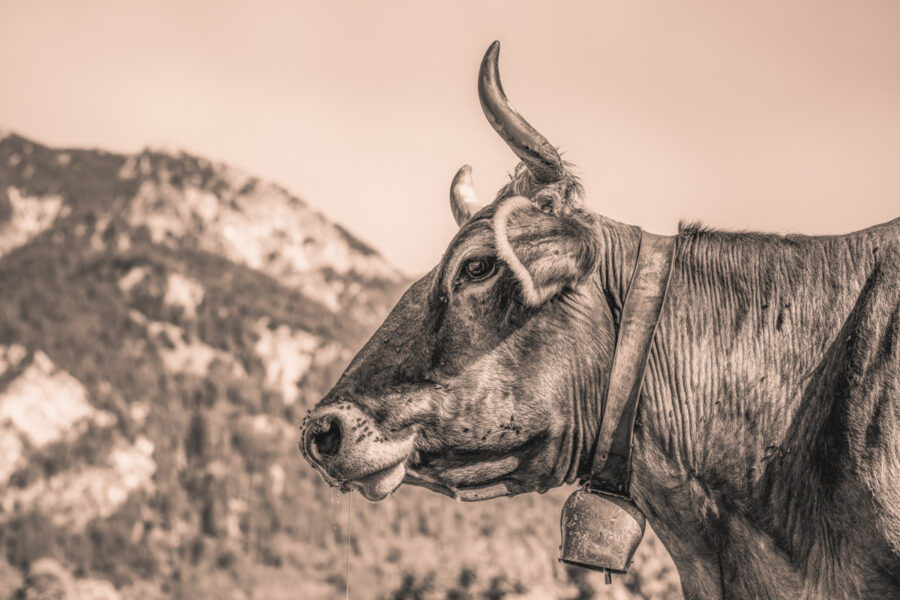 kuhbilder leinwand sepia wandbilder foto kaufen Allgäu Alpen Kuh Braunvieh Vieh Rind Rinder Kühe Alp Alm Löwenzahn Frühling Oberallgäu wiesen himmel