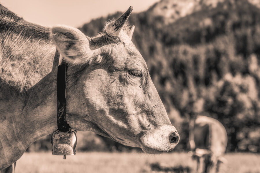 kuhbilder leinwand sepia wandbilder foto kaufen Berge Kuh Braunvieh Vieh Rind Rinder Kühe Bergsommer sommer