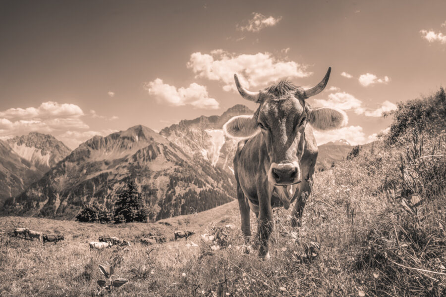 kuhbilder leinwand sepia wandbilder foto kaufen Berge Sommer nebelhorn kuhbild kuh mit Hörnern bergsommer Kleinwalsertal Widderstein Walmendinger Horn wolken