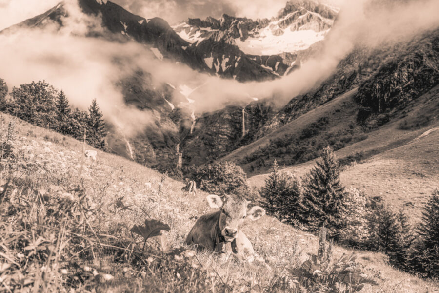 kuhbilder leinwand sepia wandbilder foto kaufen Allgäu Alpen Berge Kuh Braunvieh Vieh Rind Rinder Kühe Viehscheid Alp Alm Abtrieb Bergsommer Oberstdorf Oberallgäu wiesen himmel sonne