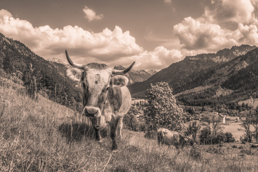 kuhbilder leinwand sepia wandbilder foto kaufen Berge Kuh Braunvieh Vieh Rind Rinder Kühe Bergsommer sommer