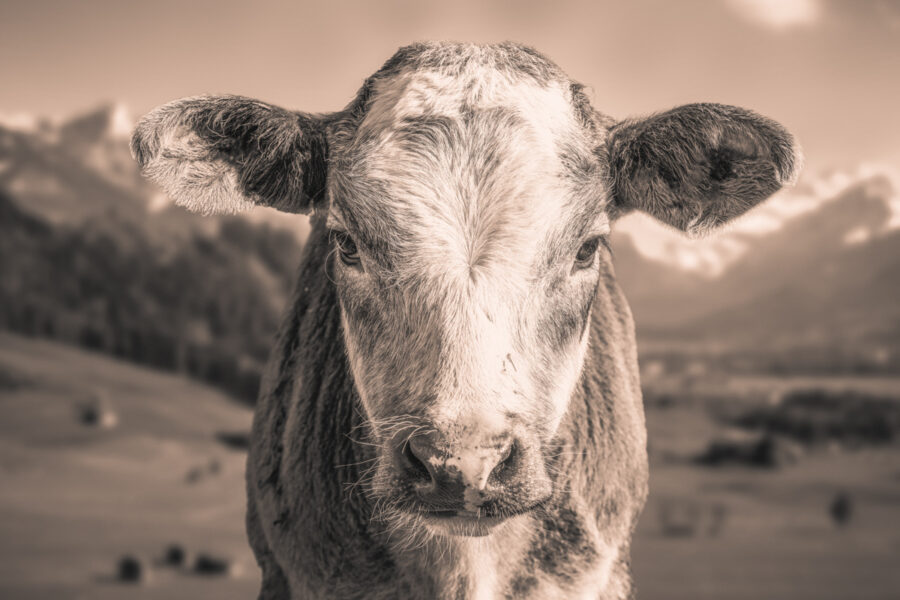 kuhbilder leinwand sepia wandbilder foto kaufen ten Berge Kuh Braunvieh Vieh Rind Rinder Kühe Viehscheid Alp Alm Löwenzahn Frühling Rettenberg Oberallgäu wiesen himmel sonne