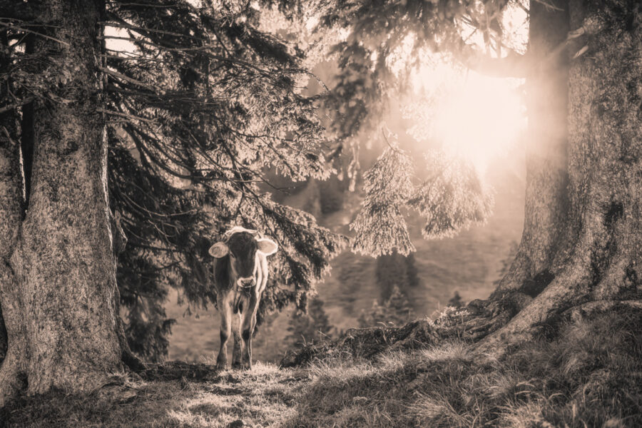 kuhbilder leinwand sepia wandbilder foto kaufen Berge Kuh Braunvieh Vieh Rind Rinder Kühe Viehscheid Alp Alm Abtrieb Bergsommer Oberallgäu