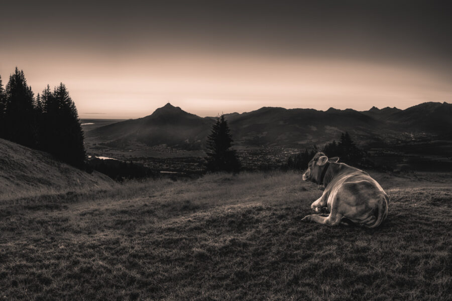 kuhbilder leinwand sepia wandbilder foto kaufen Berge Kuh Braunvieh Vieh Rind Rinder Kühe Viehscheid Alp Alm Abtrieb Bergsommer Allgäu Oberallgäu