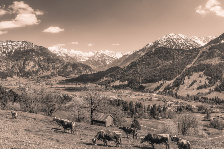 kuhbilder leinwand sepia wandbilder foto kaufen Berge Kuh Braunvieh Vieh Rind Rinder Kühe Viehscheid Alp Alm Abtrieb Bergsommer Oberallgäu wiesen himmel sonne