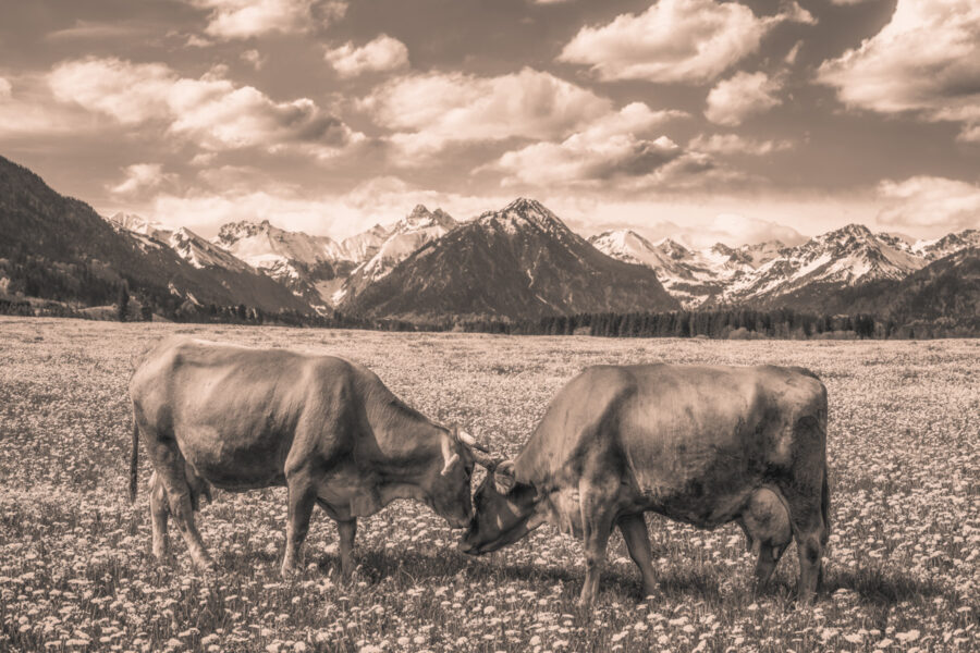 kuhbilder leinwand sepia wandbilder foto kaufen Oberstdorf Berge Kuh Braunvieh Vieh Rind Rinder Kühe Viehscheid Alp Alm Löwenzahn Frühling Rubi Oberallgäu wiesen himmel sonne