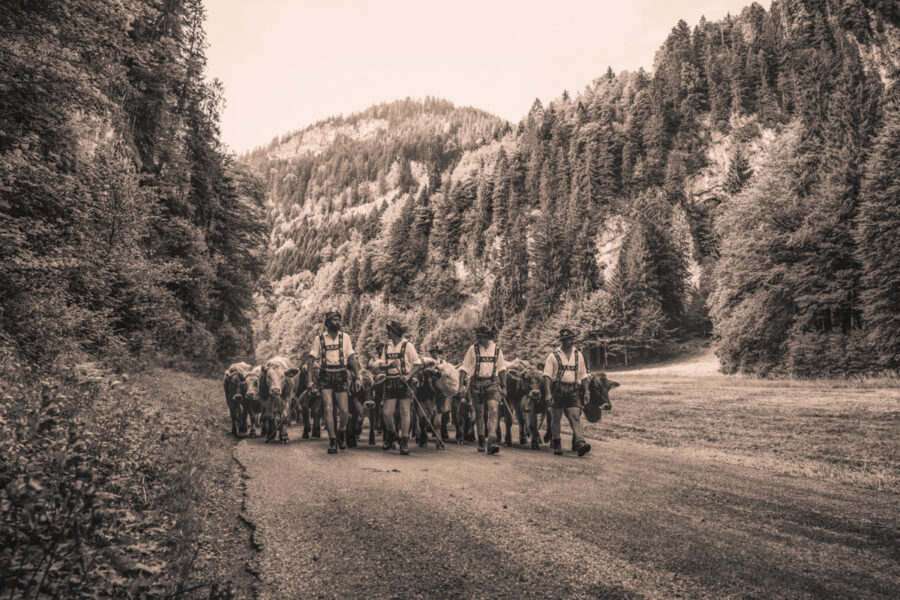 kuhbilder leinwand sepia wandbilder foto kaufen Berge Kuh Braunvieh Vieh Rind Rinder Kühe Viehscheid Alp Alm Abtrieb Bergsommer Oberstdorf Oberallgäu orange