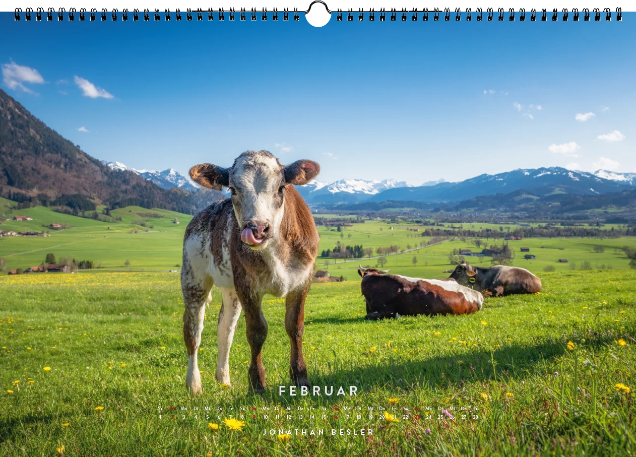 02 1 Allgäu Kuhkalender 2025 Kuhbilder Berge Viehscheid