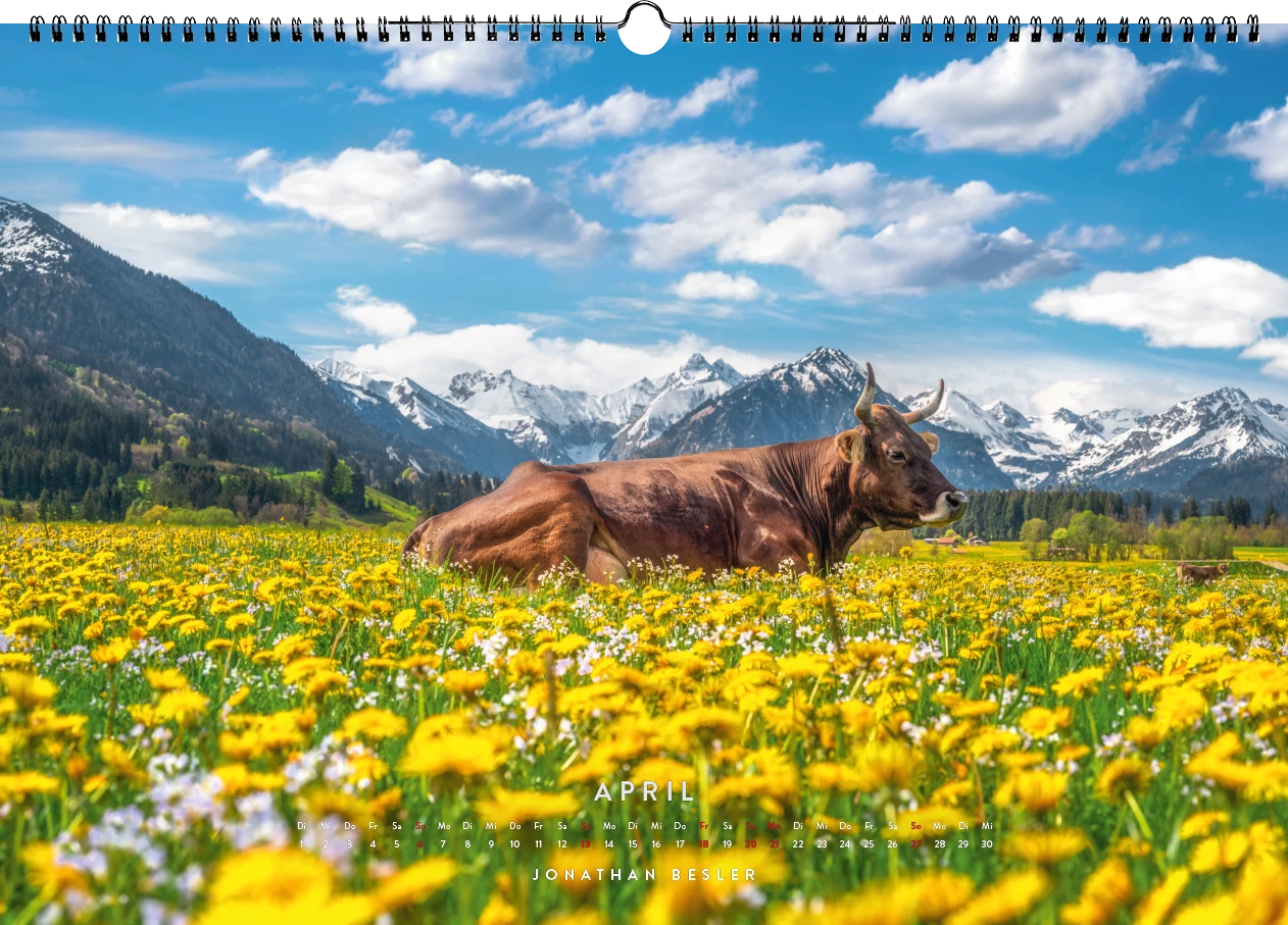 04 1 Allgäu Kuhkalender 2025 Kuhbilder Berge Viehscheid