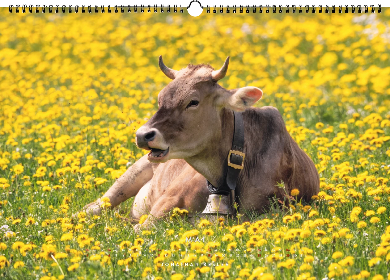 05 1 Allgäu Kuhkalender 2025 Kuhbilder Berge Viehscheid