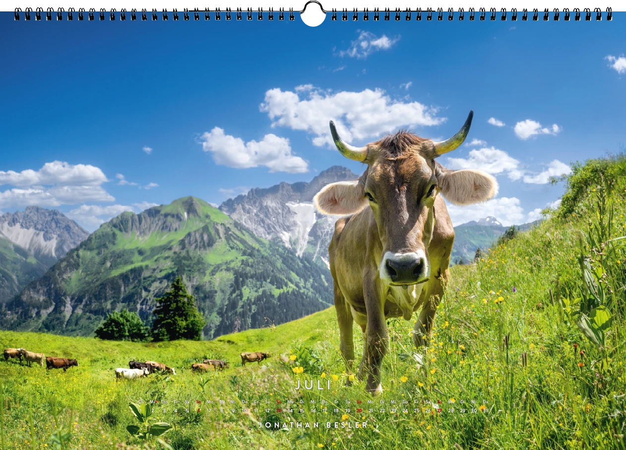 07 1 Allgäu Kuhkalender 2025 Kuhbilder Berge Viehscheid