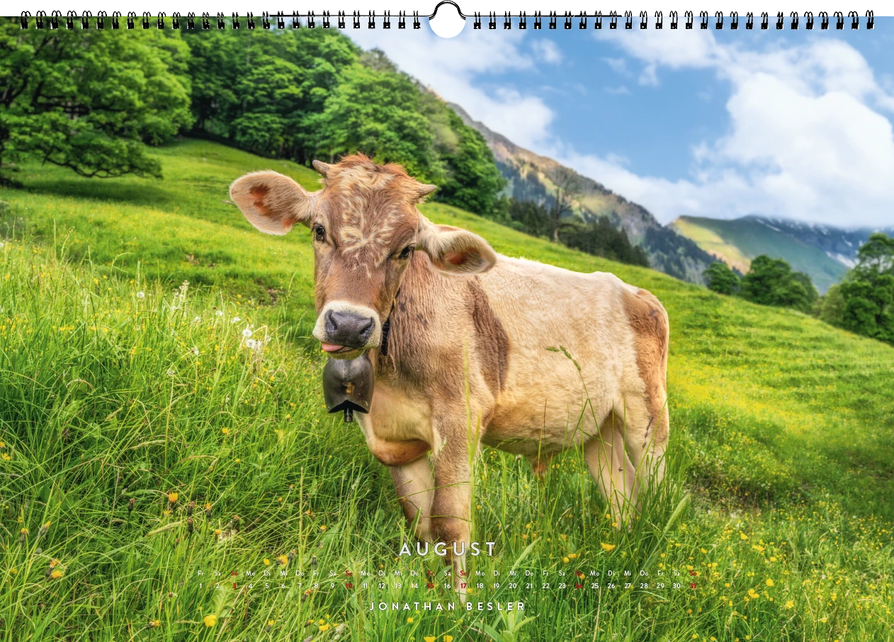 08 1 Allgäu Kuhkalender 2025 Kuhbilder Berge Viehscheid