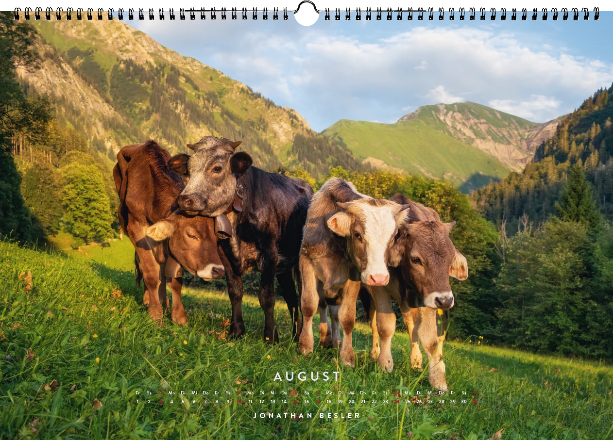 08 2 Allgäu Kuhkalender 2025 Kuhbilder Berge Viehscheid