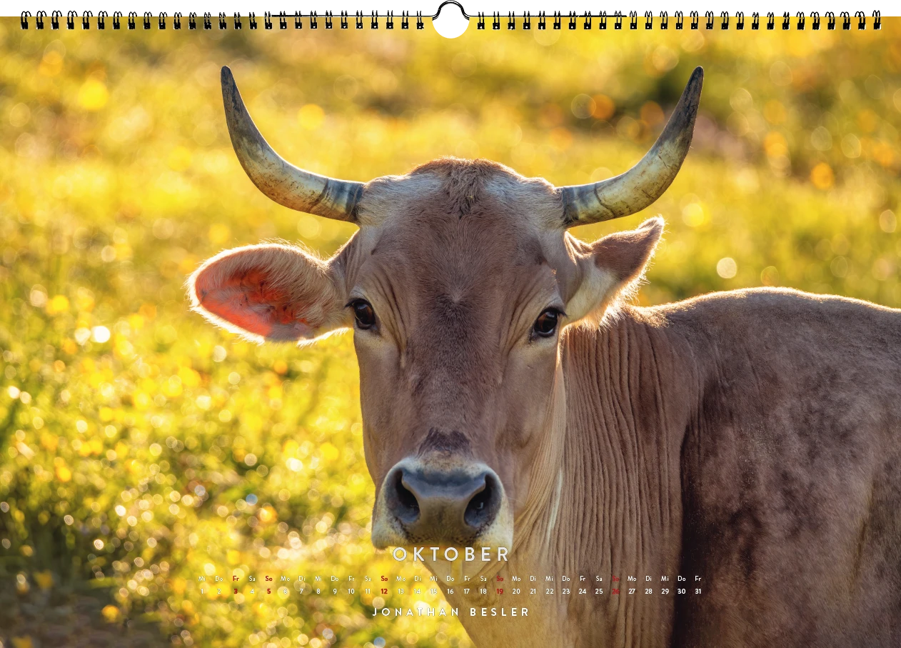 10 1 Allgäu Kuhkalender 2025 Kuhbilder Berge Viehscheid