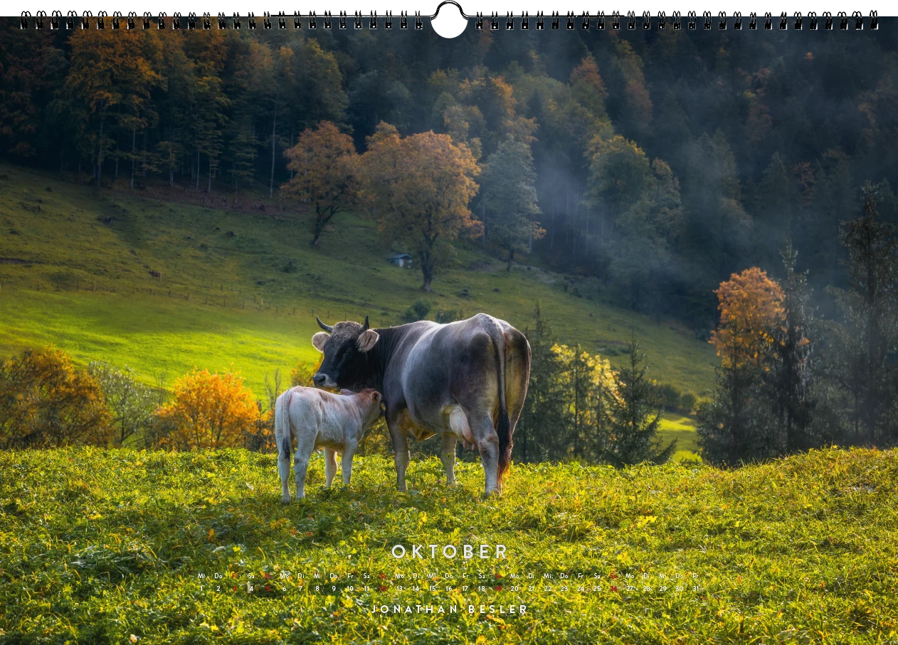 10 2 Allgäu Kuhkalender 2025 Kuhbilder Berge Viehscheid