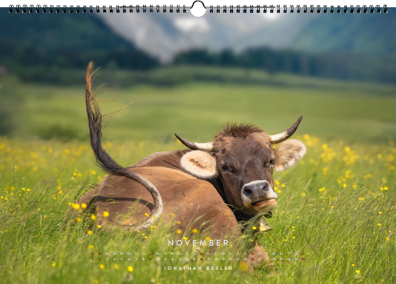 11 1 Allgäu Kuhkalender 2025 Kuhbilder Berge Viehscheid