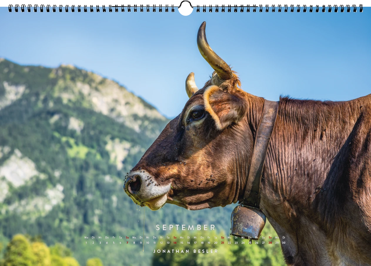 09 1 Allgäu Kalender 2025 Heimat Bergbilder Landschaftsbilder Kuhbilder