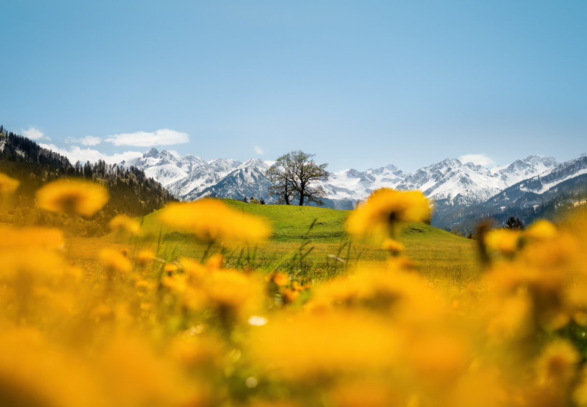 Reichenbach, Löwenzahnwiese, Frühling, Alpenpanorama - Landschaftsfotografie Allgäu