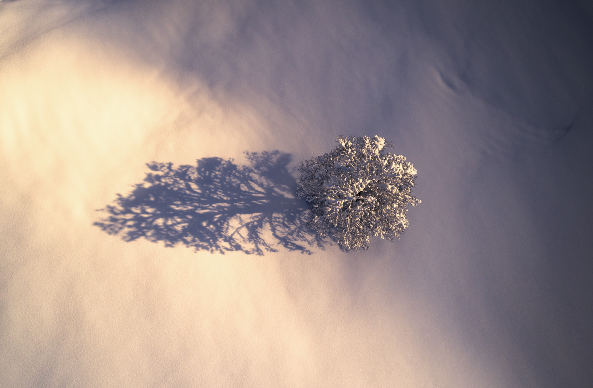 Oberstdorf, Verschneiter Baum mit zartem Schatten auf Winterlandschaft von oben, Poetisch - Naturfotografie Allgäu