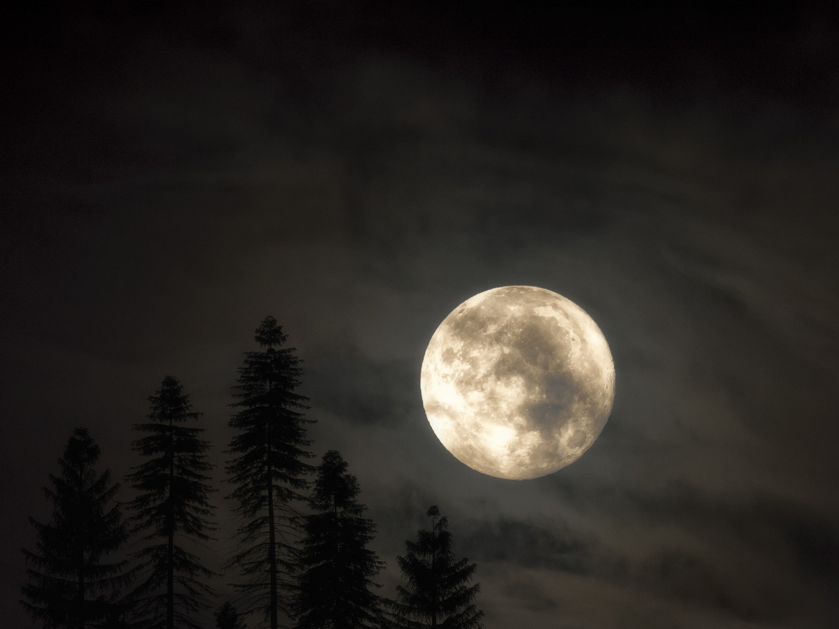 Oberallgäu, Vollmond über Tannenwald, Mondnacht im Sommer - Nachtfotografie Allgäu