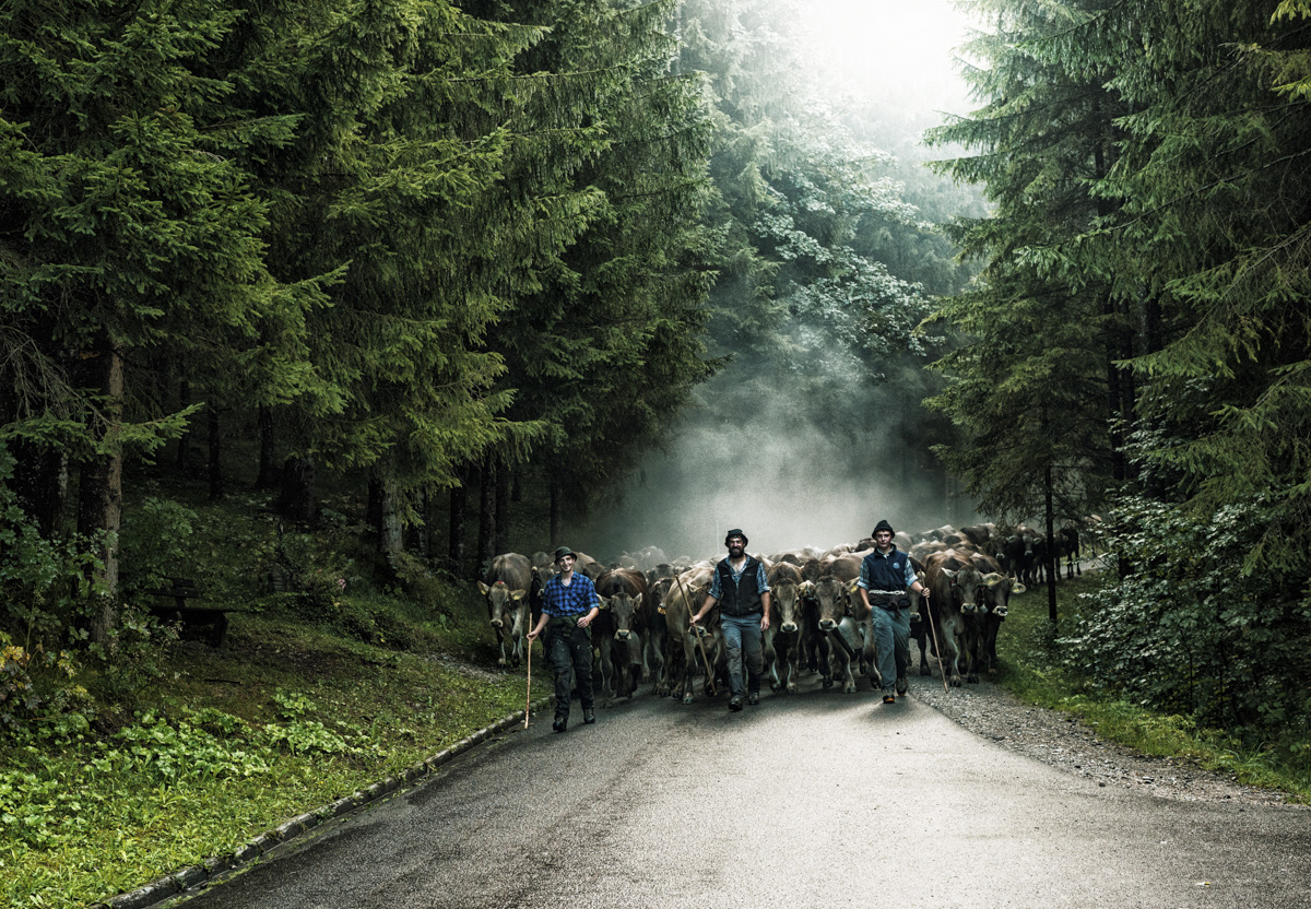 Hinterstein, Viehscheid durch nebelverhangenen Bergwald, Allgäuer Braunvieh auf der Straße im stimmungsvollen Gegenlicht