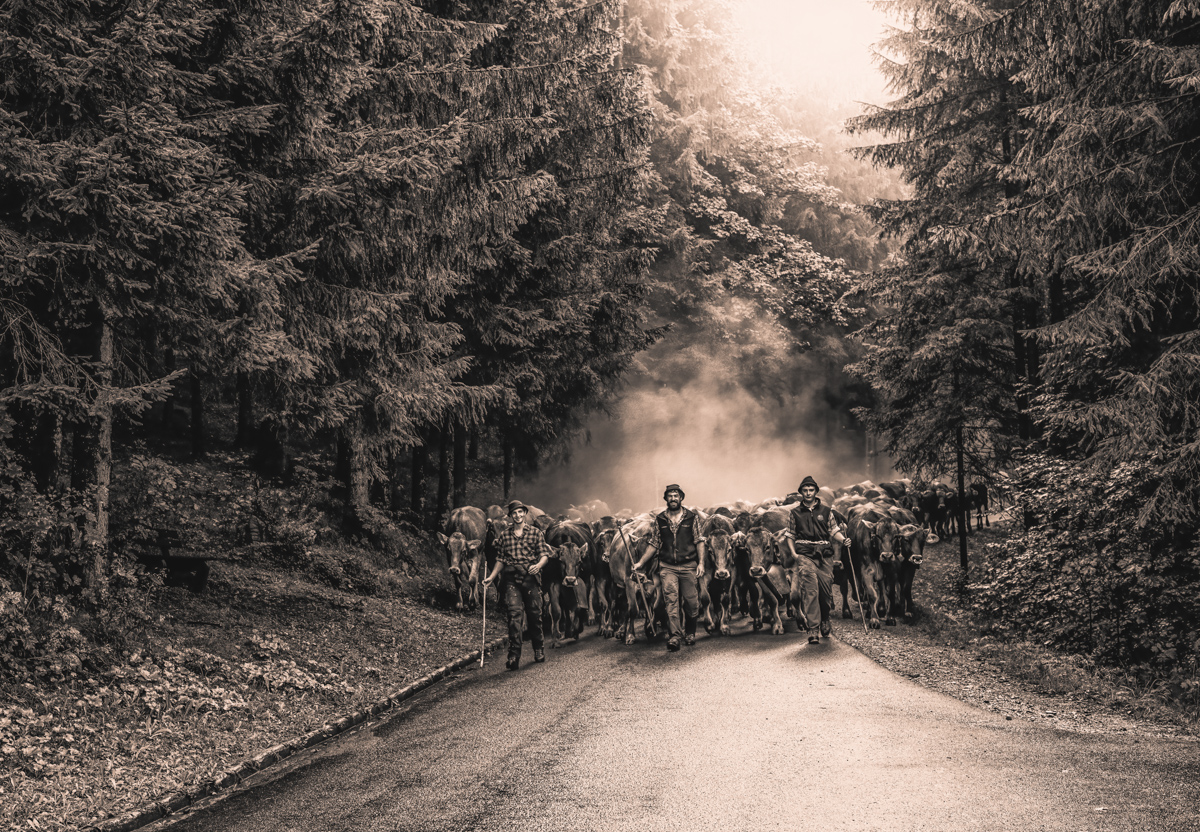 Hinterstein, Almabtrieb mit Hirten und Kuhherde auf Waldstraße, Sepia Vintage - Tierfotografie Oberallgäu