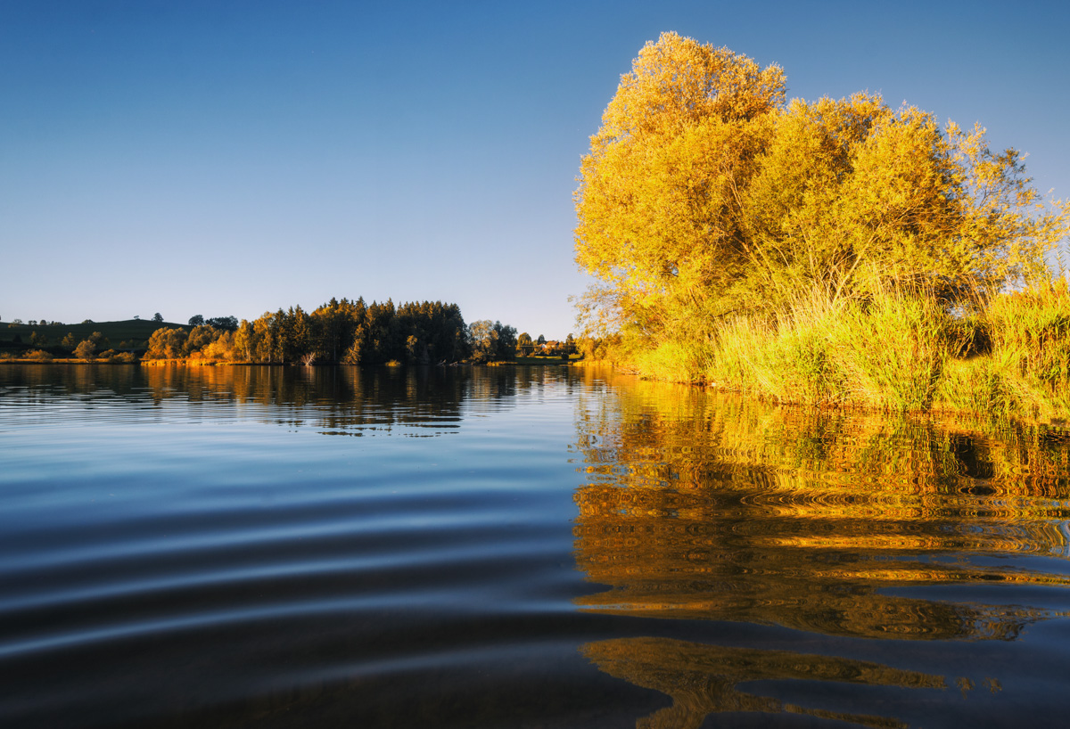 Grüntensee Wertach, Goldener Herbstbaum am See bei Sonnenuntergang, Herbststimmung - Naturfotografie Allgäu