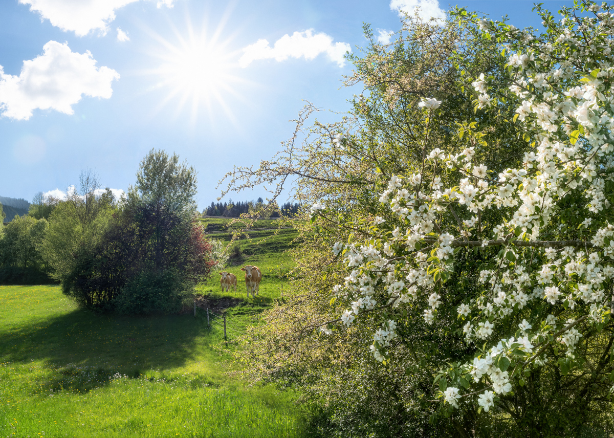 Allgäu, Kühe unter blühenden Obstbäumen, Frühling - Tierfotografie Oberallgäu