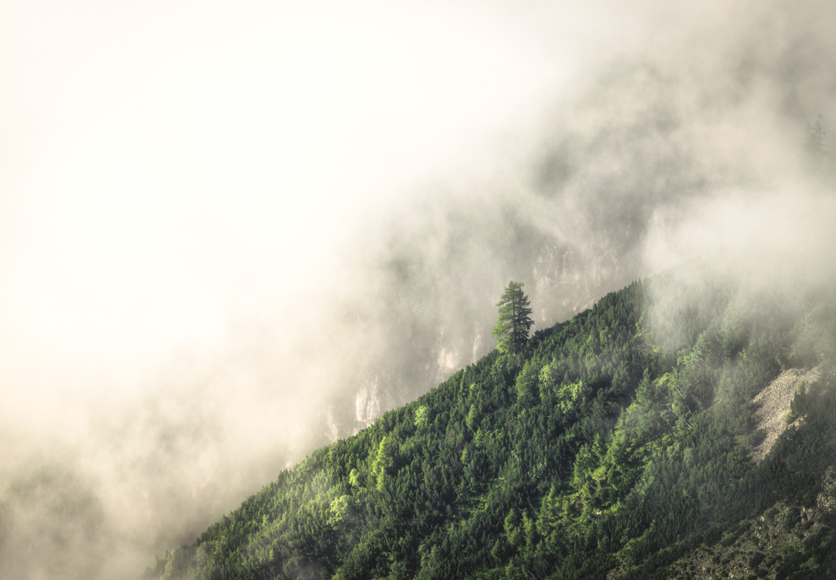 Mittenwald Karwendel, Nebelverhangener Bergwald mit einsamer Tanne, Sommermorgen - Naturfotografie