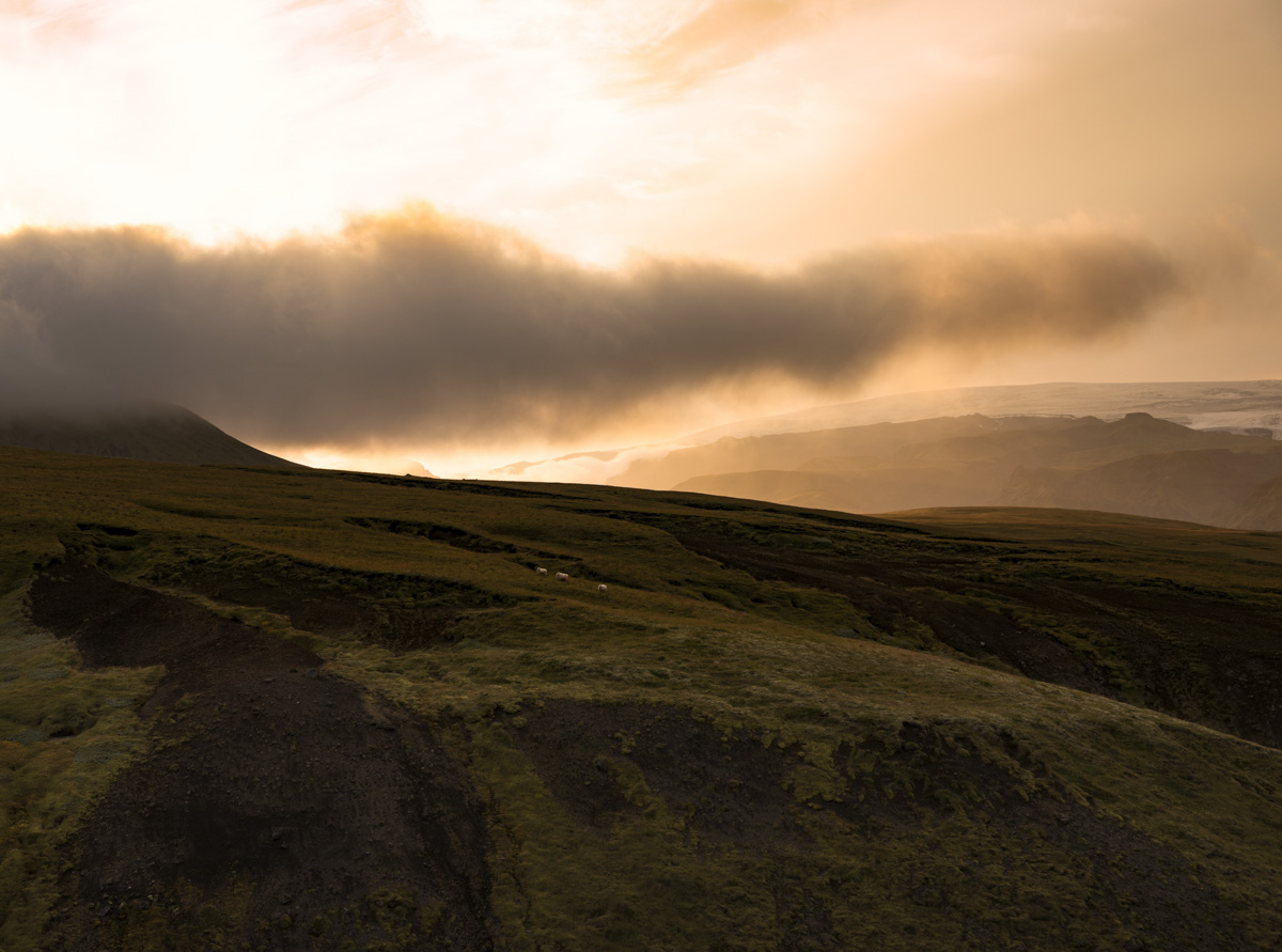 Isländisches Hochland Goldenes Licht, Moosbewachsene Berge mit Schafen bei Sonnenuntergang, Stimmung - Landschaftsfotografie