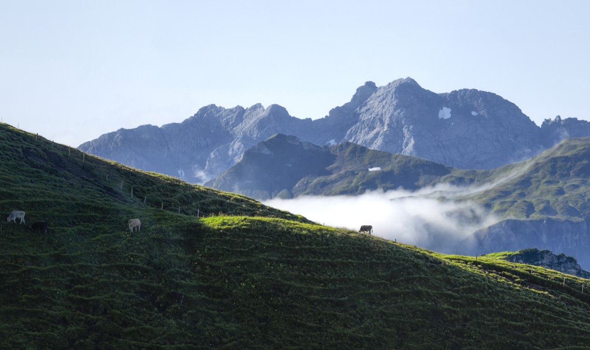 Nebelhorn Oberstdorf, Kühe auf grüner Almwiese vor Bergpanorama im Sommer, Bergsommer - Naturfotografie Oberallgäu