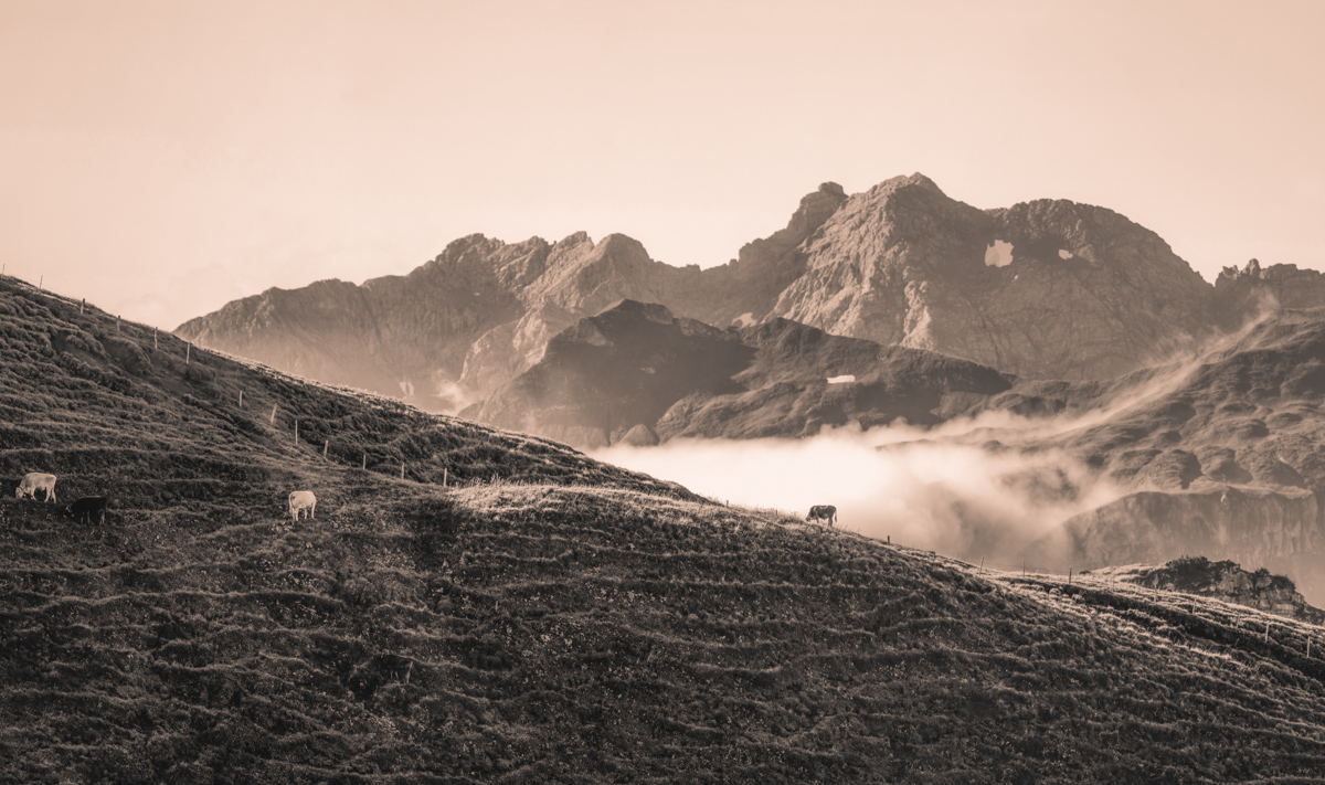 Nebelhorn, Kühe auf Hochalm vor Felsgipfeln und Wolkenmeer, Sepia Panorama - Tierfotografie Oberallgäu