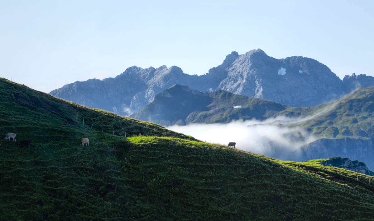 Oberstdorf, Kühe am Nebelhorn, Bergsommer mit Wolkenschleier - Landschaftsfotografie Oberallgäu