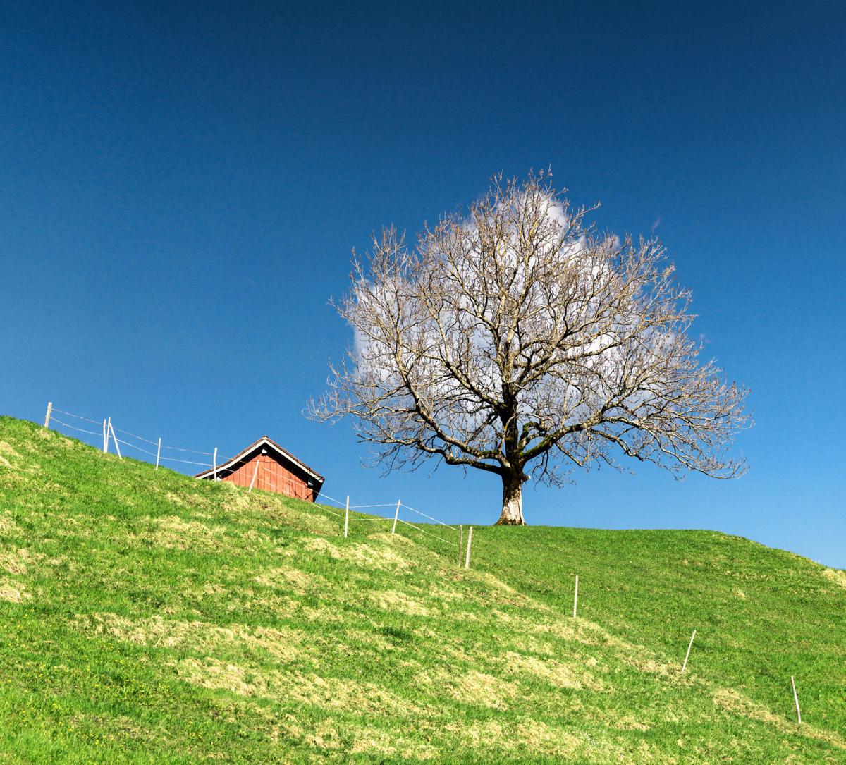 Hindelang, Baum auf grünem Hügel, Sommeridylle - Landschaftsfotografie Oberallgäu