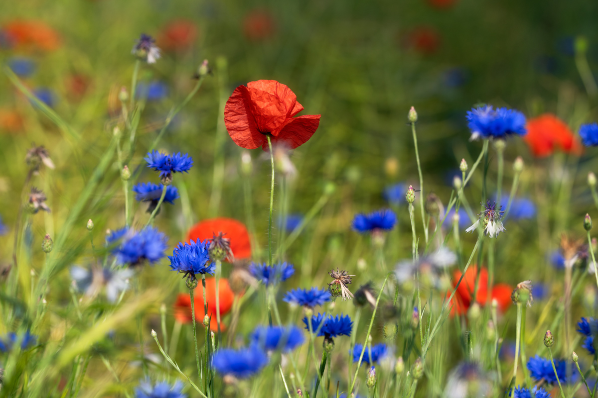 Sommerwiese, Mohnblumen und Kornblumen im bunten Blumenfeld, Farbenpracht - Blumenfotografie