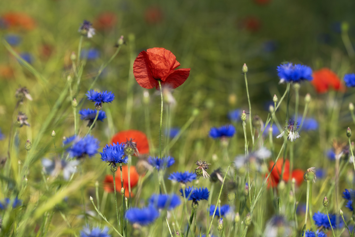 Allgäu, Mohnblumen und Kornblumen im Sommerfeld, Blütenpracht in warmen Farben - Landschaftsfotografie Oberallgäu