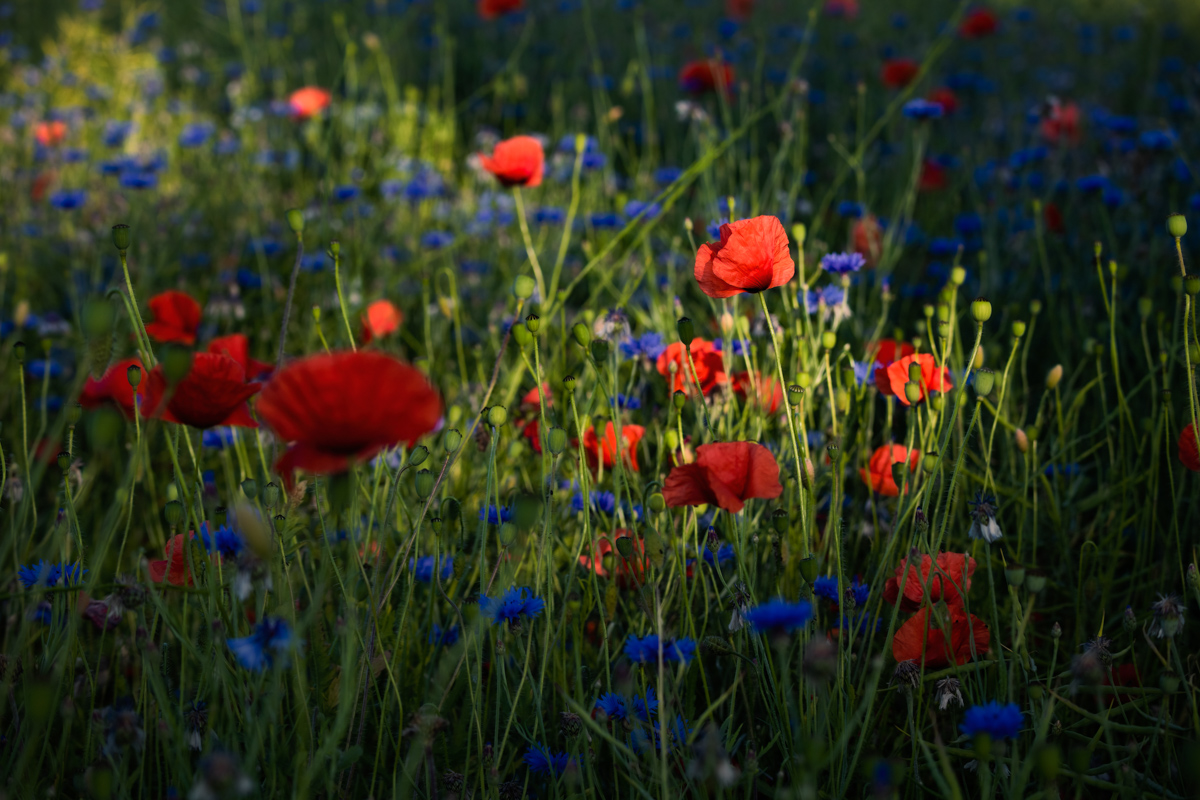 Blumenfeld, Rote Mohnblüten und blaue Kornblumen in der Abendsonne, Sommerstimmung - Blumenfotografie