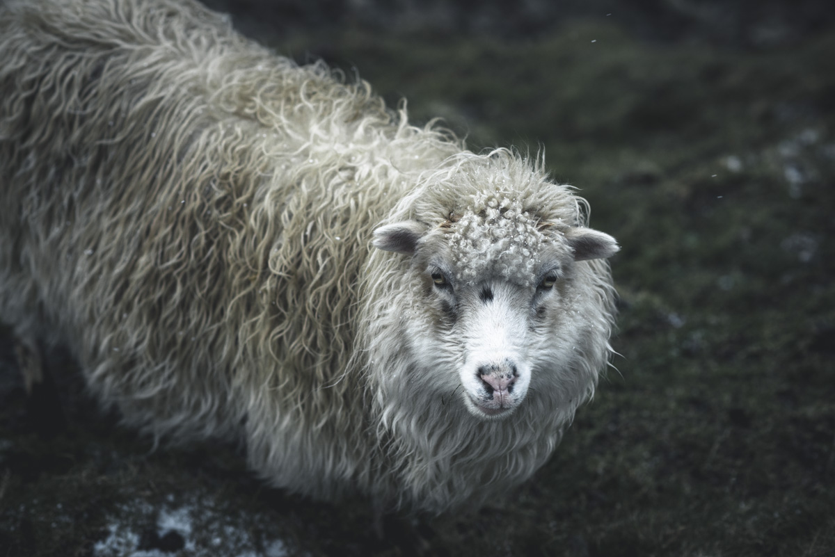 Färöer Schaf, Wolliges Schaf mit lockigem Fell im Regen, Charakterporträt eines Inselschafs - Tierfotografie Nordatlantik