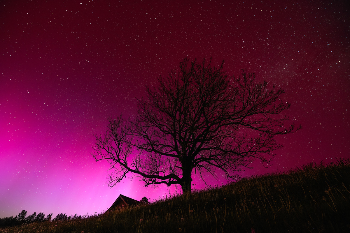 Allgäu, Polarlicht, Baumsilhouette, Sternennacht - Nachtfotografie Oberallgäu