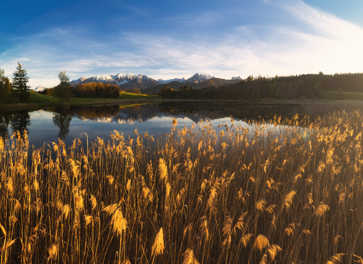 Herbstidyll am Lech, Goldenes Schilf mit Bergspiegelung im Ostallgäu, Warme Herbstfarben - Naturfotografie Allgäu