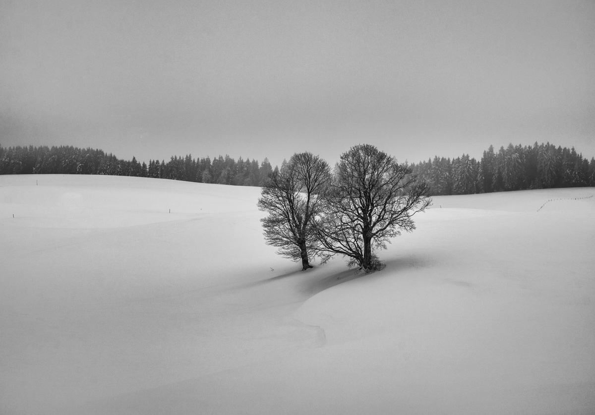 Allgäu, Einsame Bäume in weiter Schneelandschaft als minimalistisches Schwarz-Weiß-Kunstwerk, Winterstille