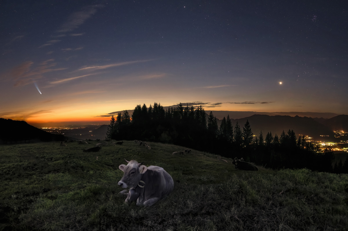 Kuh unter dem Sternenhimmel, Komet Neowise über der Alm, Nachtfotografie Allgäu
