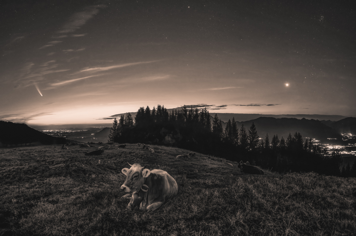 Oberallgäu, Liegende Kuh unter Sternenhimmel mit Komet Neowise, Nachtfotografie Sepia - Tierfotografie Allgäu