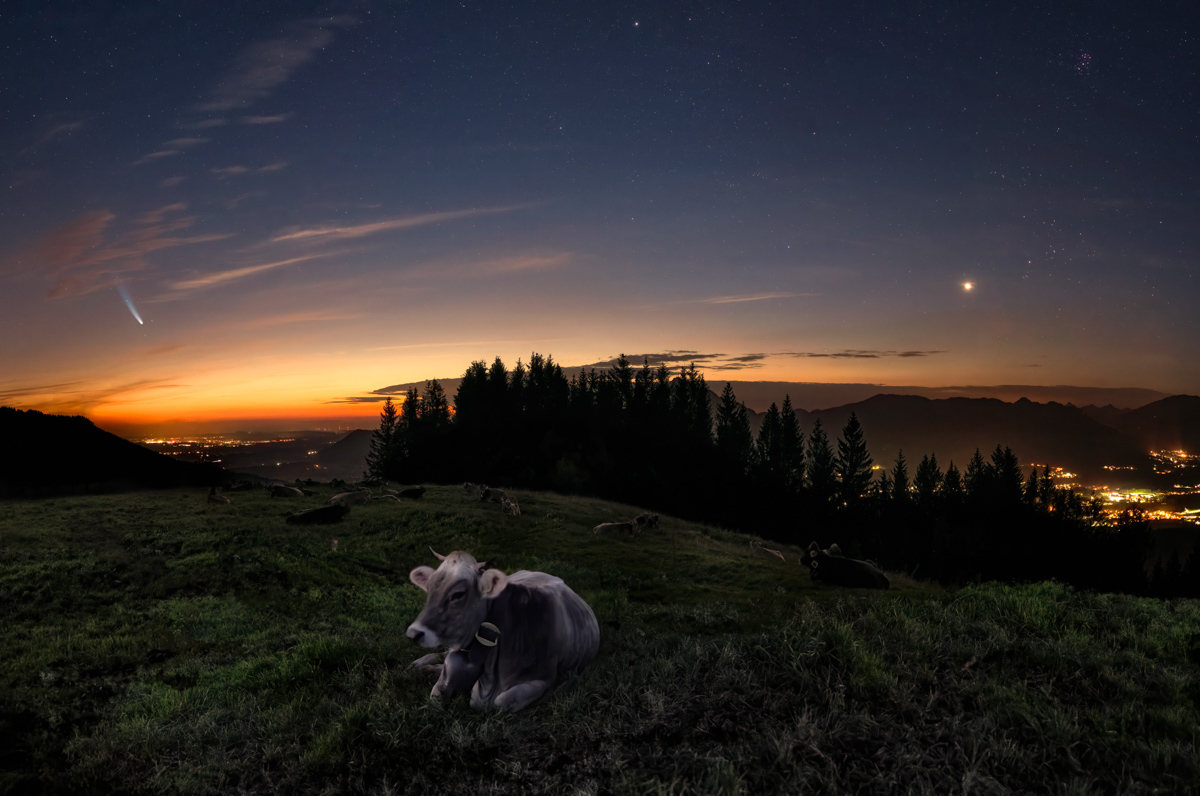 Komet Neowise und Allgäuer Braunvieh, Kuh auf Almwiese unter Sternenhimmel in Sommernacht, Einzigartiges Naturschauspiel