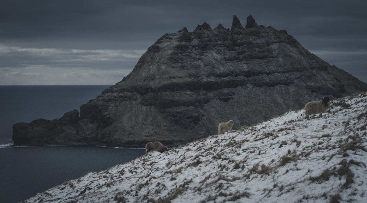 Färöer Schafe, Schafe auf verschneitem Hang vor dunklem Basaltberg am Meer, Winterstimmung - Tierfotografie Nordatlantik